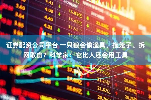证券配资公司平台 一只狼会偷渔具、拖笼子、拆网取食？科学家：它比人还会用工具